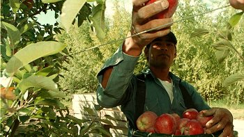 SAG: No hay pruebas concluyentes para determinar responsabilidades en intoxicación de temporeros