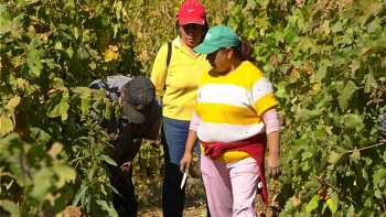 Dirección del Trabajo inició sumario por intoxicación de temporeras en Pencahue