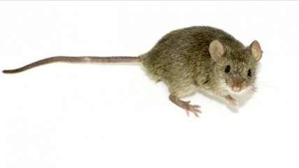  Estudio: Promiscuidad beneficia al sistema inmune  