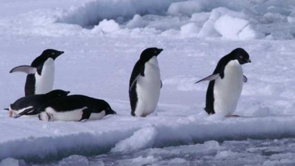   La Historia Es Nuestra: Cómo murieron miles de crías de pingüinos en Antártica 