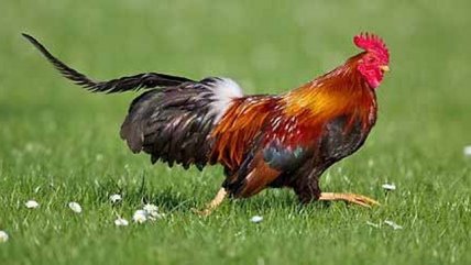   Lo Peor de lo Nuestro: Los 