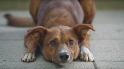   La emotiva publicidad que se viralizó e hizo llorar a todo el mundo 