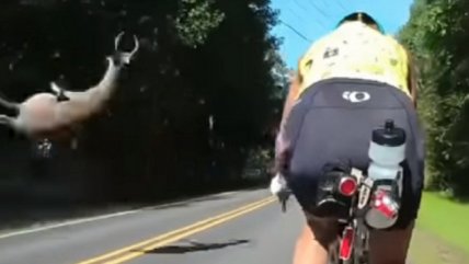 Ciclista se salvó apenas de ser golpeado por un ciervo que giró por los aires tras un atropello