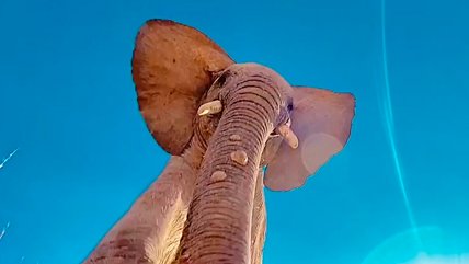   Elefante encontró Iphone con la cámara encendida y puso a prueba su resistencia 