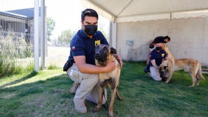   PDI presentó a 9 nuevos graduados: dos se desempeñarán en el Ejército 
