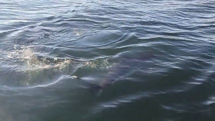  Tiburón sorprendió a tripulación cerca de Melinka  