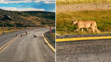  Familia de pumas en Torres del Paine enamora a las redes  