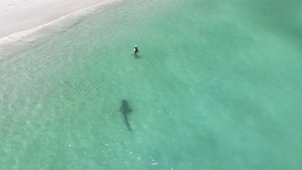   Dron graba a enorme tiburón en medio de nadadores en playa de Australia 
