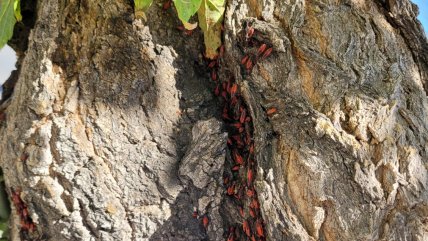  El origen de las chiches de arce, de qué se alimentan y la posibilidad que ingresen a las casas  