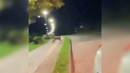  Puma fue captado en la costanera de Lago Ranco  