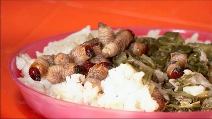   África: ONG combate la desnutrición infantil con insectos comestibles 