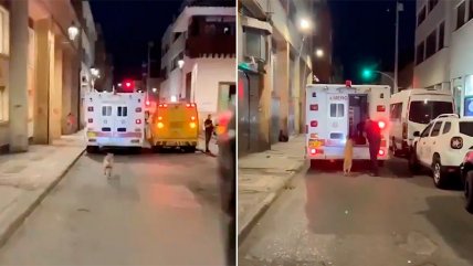   Perrito corrió varias cuadras detrás de una ambulancia en la que iba su dueño 