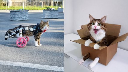   Rexie: La gatita que arrasa en redes sociales con sus expresivas caras 