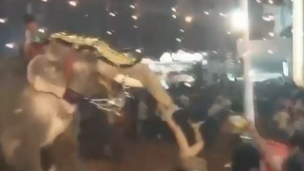  Elefante desata caos en festival de la India: 23 heridos y escenas de pánico  
