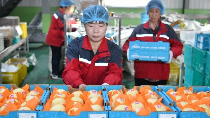   Peras frescas chinas son exportadas por primera vez a Argentina 