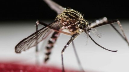 Ecuador reporta seis casos de fiebre amarilla: Cuatro personas fallecieron Ecuador reporta seis casos de fiebre amarilla: Cuatro personas fallecieron