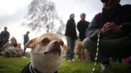   Vitacura celebró el 
