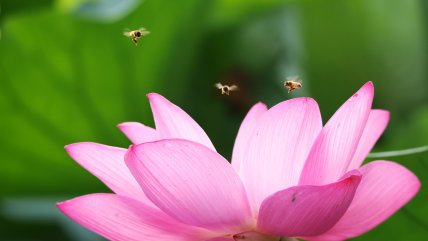   Dashu en China: flores de loto y abejas protagonizan el peak del verano 