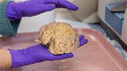   Estudio descifró secretos de los 