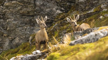   Optimismo sobre el huemul y su futuro tras hallazgos de subpoblaciones en la Patagonia 