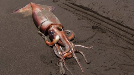   Pescadores acusan que flota china está depredando la jibia en las costas del norte 