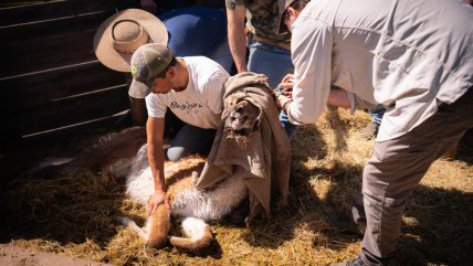   Las claves del proyecto que busca repoblar al guanaco en la cordillera de la Región Metropolitana 