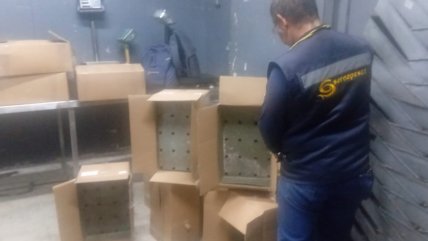   Sernapesca incautó más de dos toneladas de jibia y pulpo en Tocopilla 