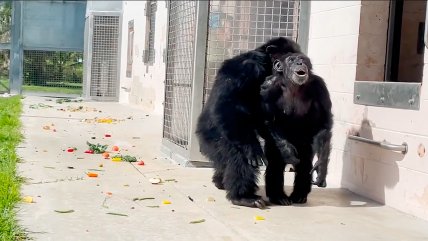   La fascinante reacción de un chimpancé al ver el cielo por primera vez 