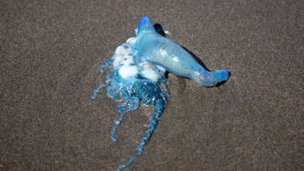  Cierran las playas de Cartagena, El Tabo y Santo Domingo por culpa de la fragata portuguesa  