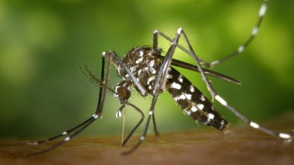   Sorprendieron en el Aeropuerto de Santiago al mosquito que transmite el dengue y la fiebre amarilla 