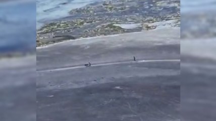   Final feliz: excursionistas desaparecidos en Pampa de Atacama fueron hallados con vida 