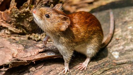   Minsal llama a la prevención para evitar contagio por virus hanta y dengue 