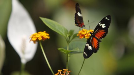  El cambio climático amenaza el hábitat y la migración de las mariposa monarca 