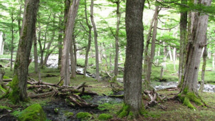   Argentina: bosques nativos en riesgo ante posible reforma a ley ambiental 