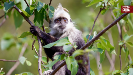   La IA, aliada de China para conservar a su endémico langur de cabeza blanca 